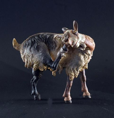 Lotto 21 - Capretta che si gratta