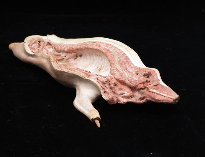 Lotto 64 - Mezzo maiale