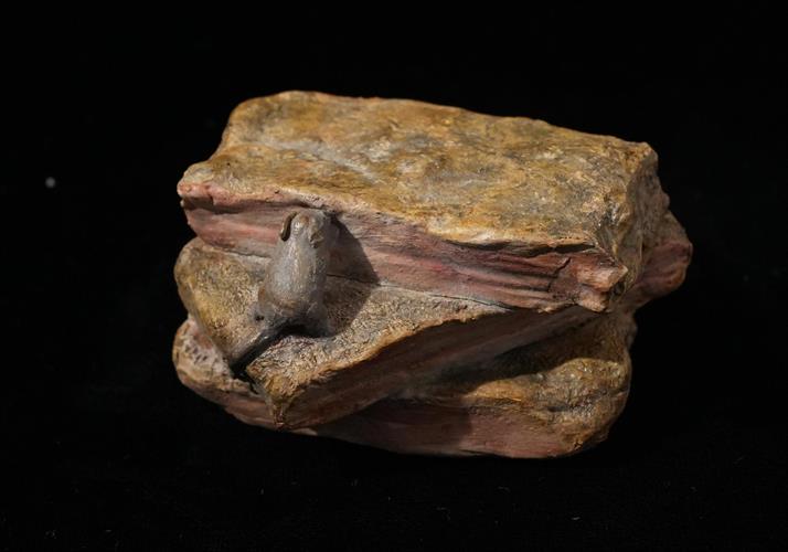 Lotto 239 - Lardo con topo