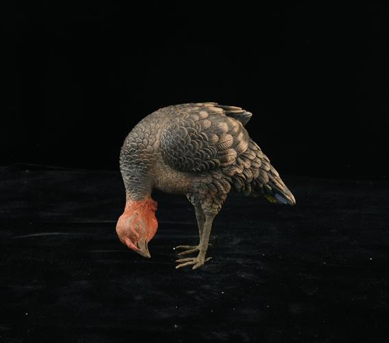 Lotto 54 - Tacchino che becca